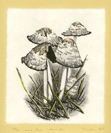 Ink Caps Hour Ten by Mary Laur